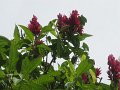 IMG_8031