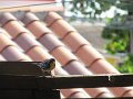IMG_9301