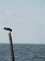 IMG_8706