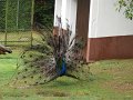 SAM_3860