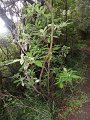 SAM_3871