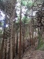 SAM_3932