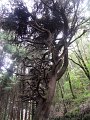 SAM_3933