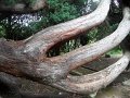 SAM_3937
