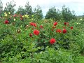 SAM_3944