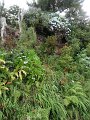 SAM_3948