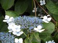 SAM_3951