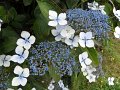 SAM_3952