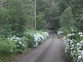 SAM_3961