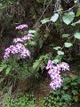 SAM_3981