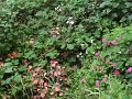 SAM_4074