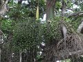 SAM_0923