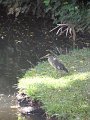SAM_0955