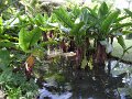 SAM_0956